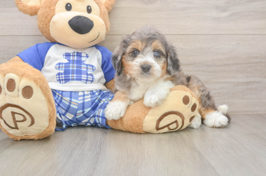Cute Mini Aussiedoodle Baby