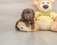 5 week old Mini Aussiedoodle Puppy For Sale - Premier Pups