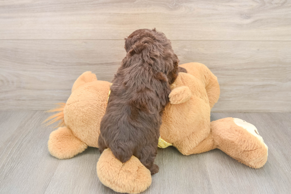 Mini Aussiedoodle Pup Being Cute