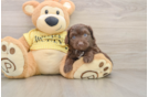 Smart Mini Aussiedoodle Poodle Mix Pup