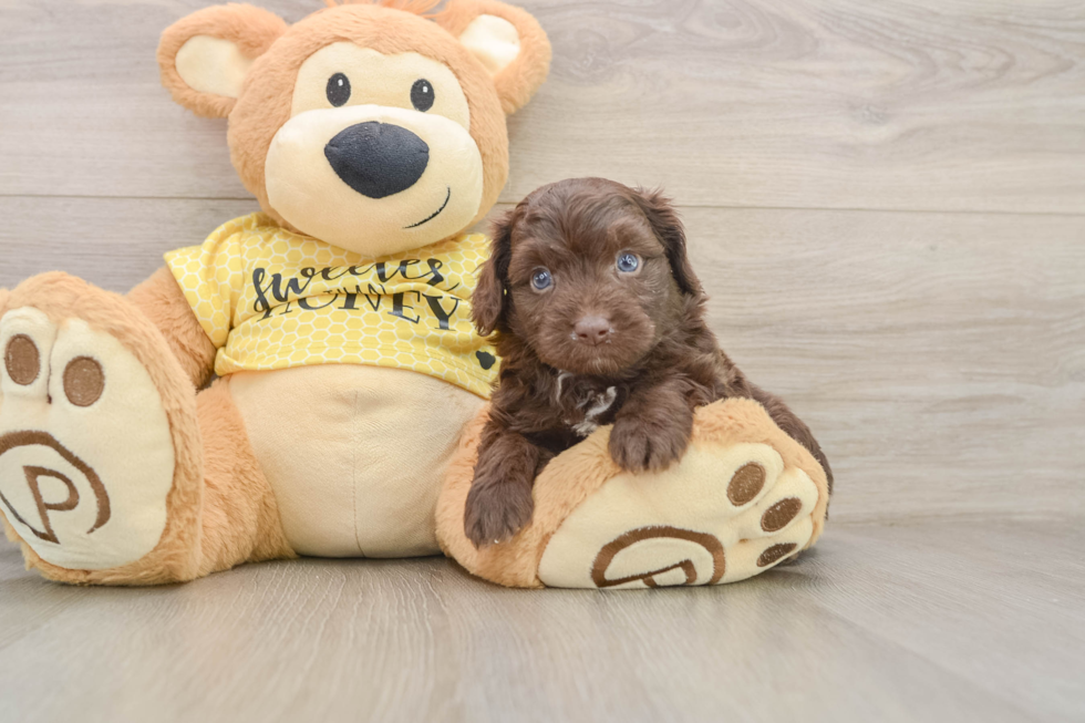 Smart Mini Aussiedoodle Poodle Mix Pup