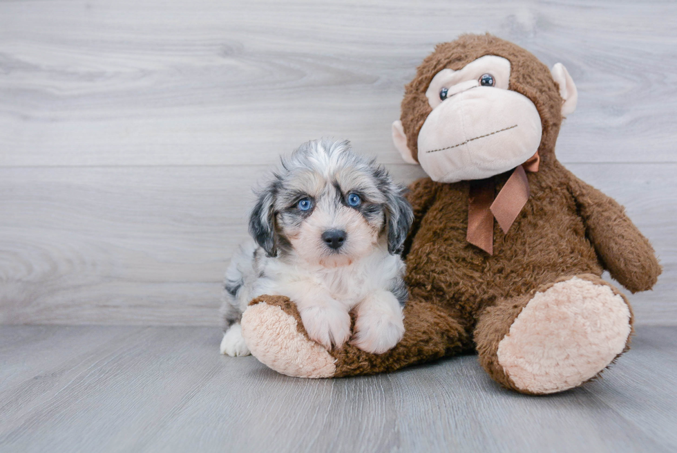 Mini Aussiedoodle Puppy for Adoption