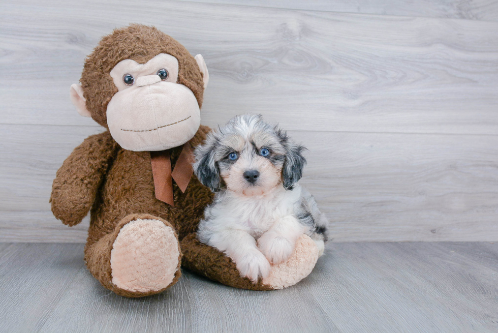 Smart Mini Aussiedoodle Poodle Mix Pup