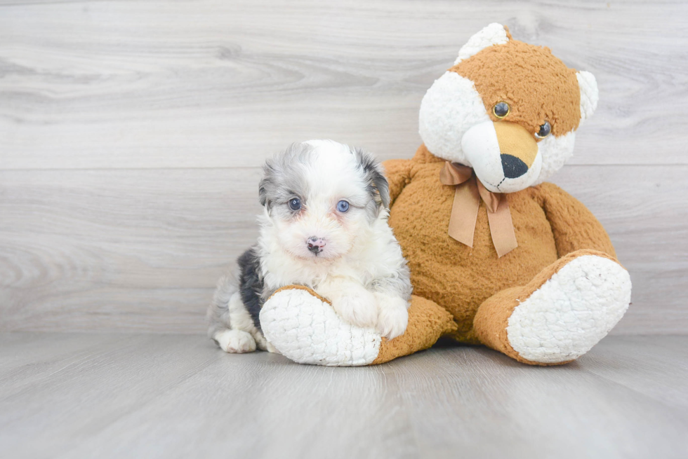 Friendly Mini Aussiedoodle Baby