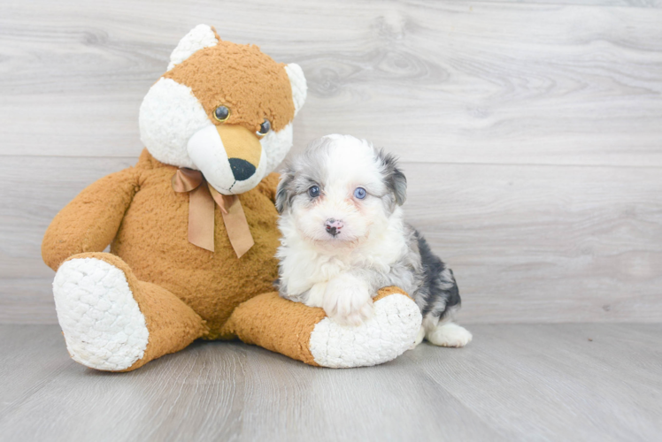 Energetic Aussiepoo Poodle Mix Puppy