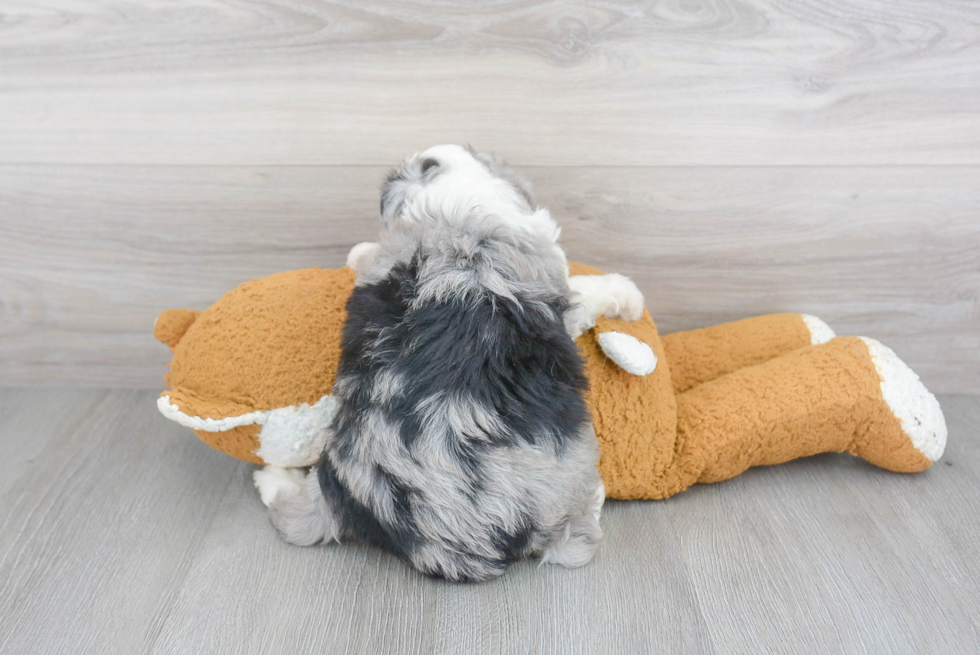 Sweet Mini Aussiedoodle Baby