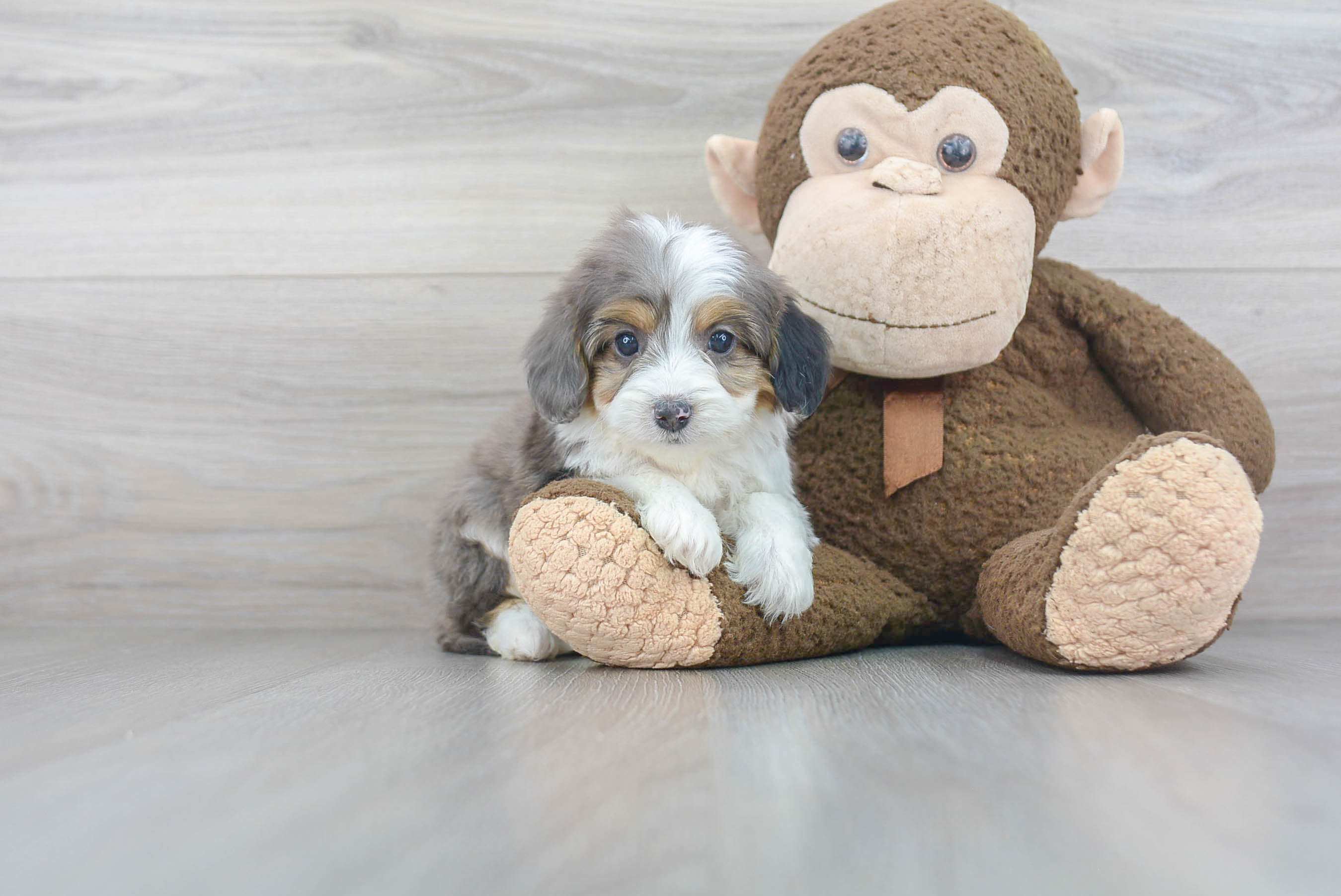 Friendly Mini Aussiedoodle Baby