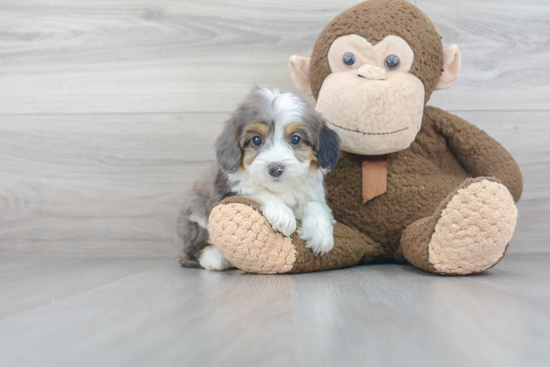 Friendly Mini Aussiedoodle Baby