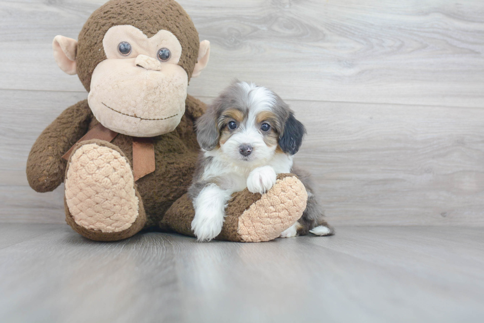 Mini Aussiedoodle Pup Being Cute