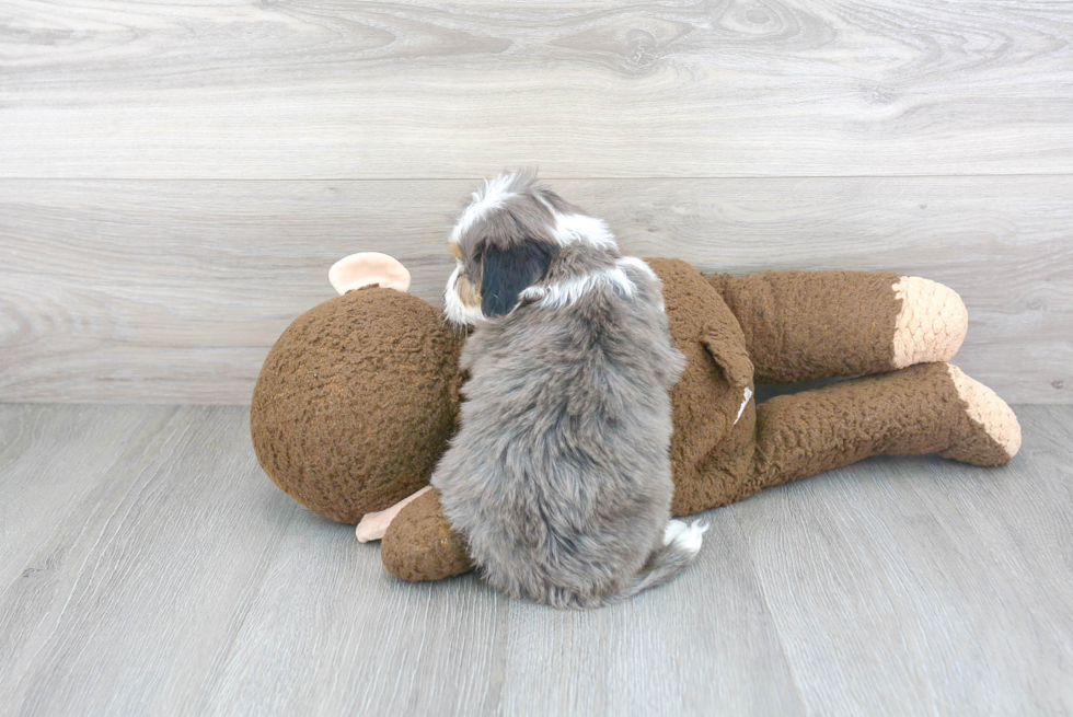 Energetic Aussiepoo Poodle Mix Puppy