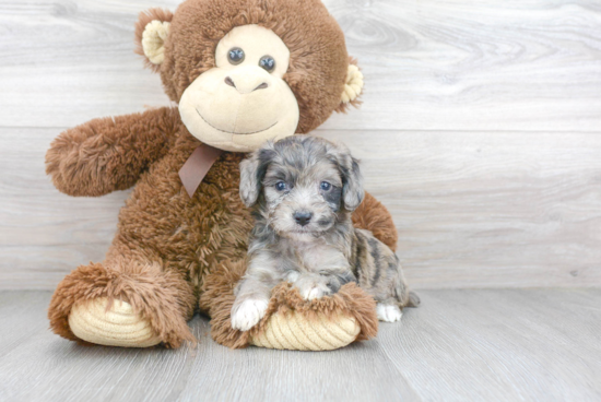 Mini Aussiedoodle Pup Being Cute