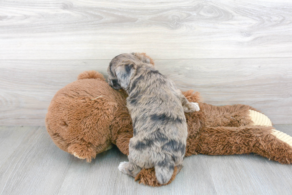 Little Aussiepoo Poodle Mix Puppy