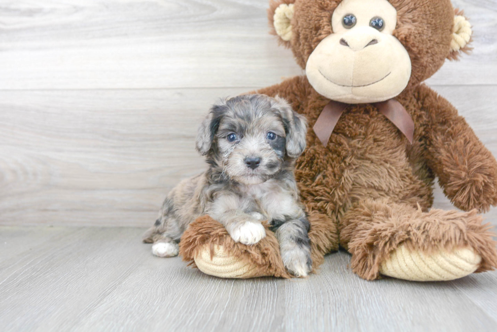 Smart Mini Aussiedoodle Poodle Mix Pup