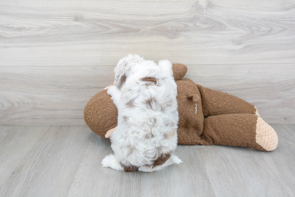 Cute Mini Aussiedoodle Baby