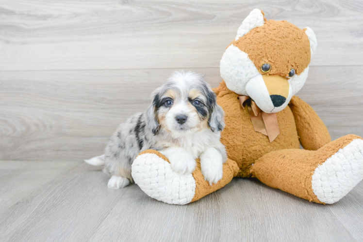 Funny Mini Aussiedoodle Poodle Mix Pup