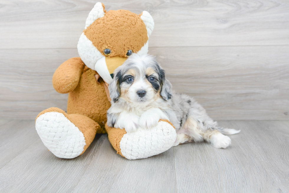 Mini Aussiedoodle Pup Being Cute