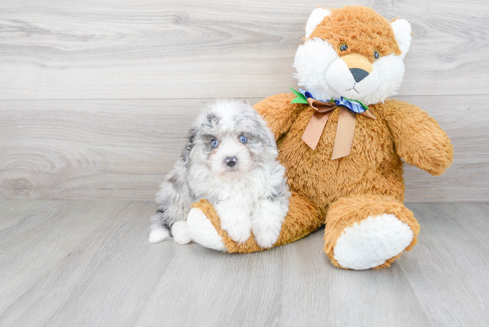 Playful Aussiepoo Poodle Mix Puppy