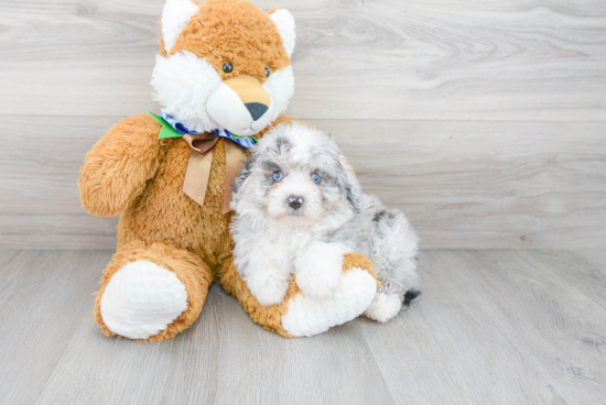 Best Mini Aussiedoodle Baby