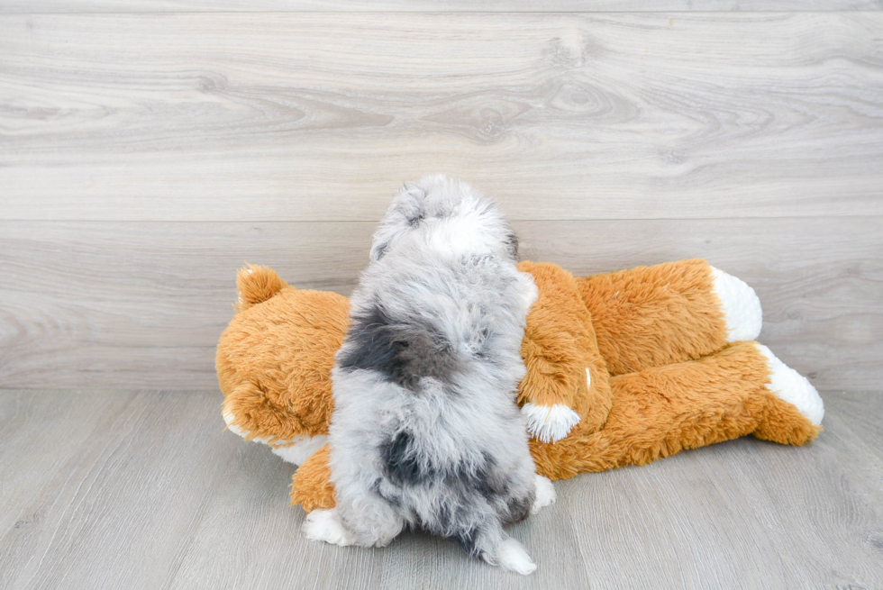 Little Aussiepoo Poodle Mix Puppy