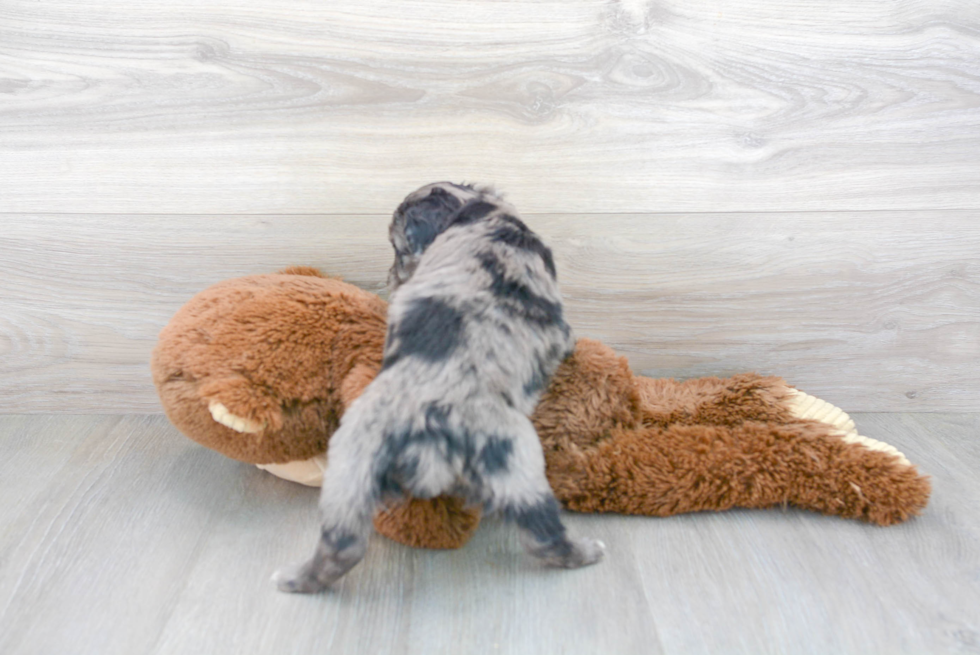 Mini Aussiedoodle Puppy for Adoption