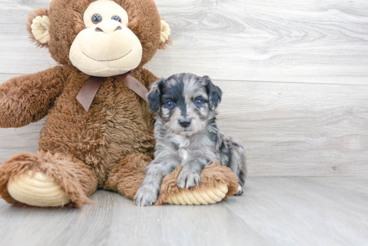 Mini Aussiedoodle Puppy for Adoption