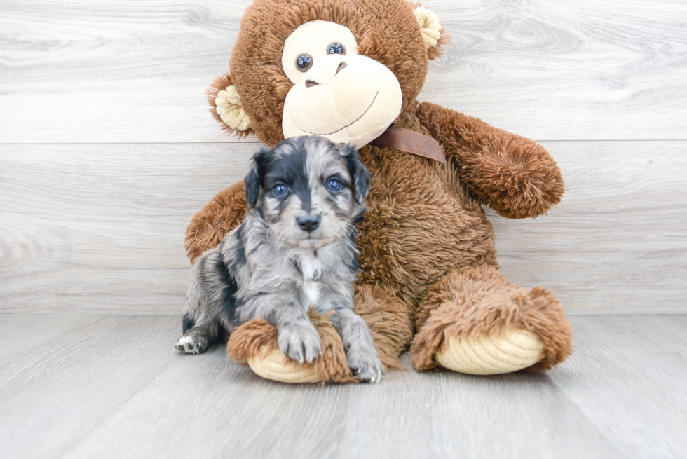 Mini Aussiedoodle Pup Being Cute