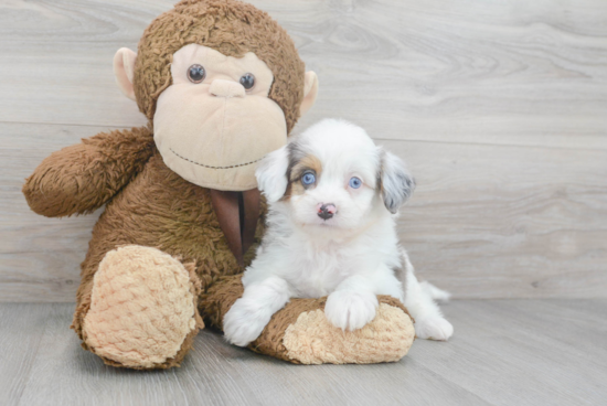 Smart Mini Aussiedoodle Poodle Mix Pup