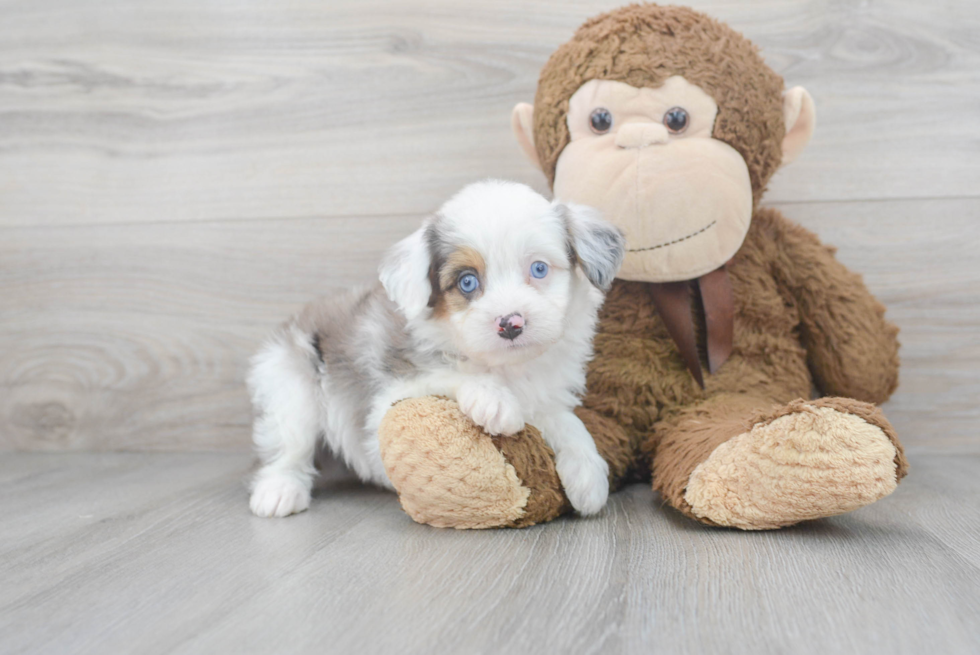 Best Mini Aussiedoodle Baby