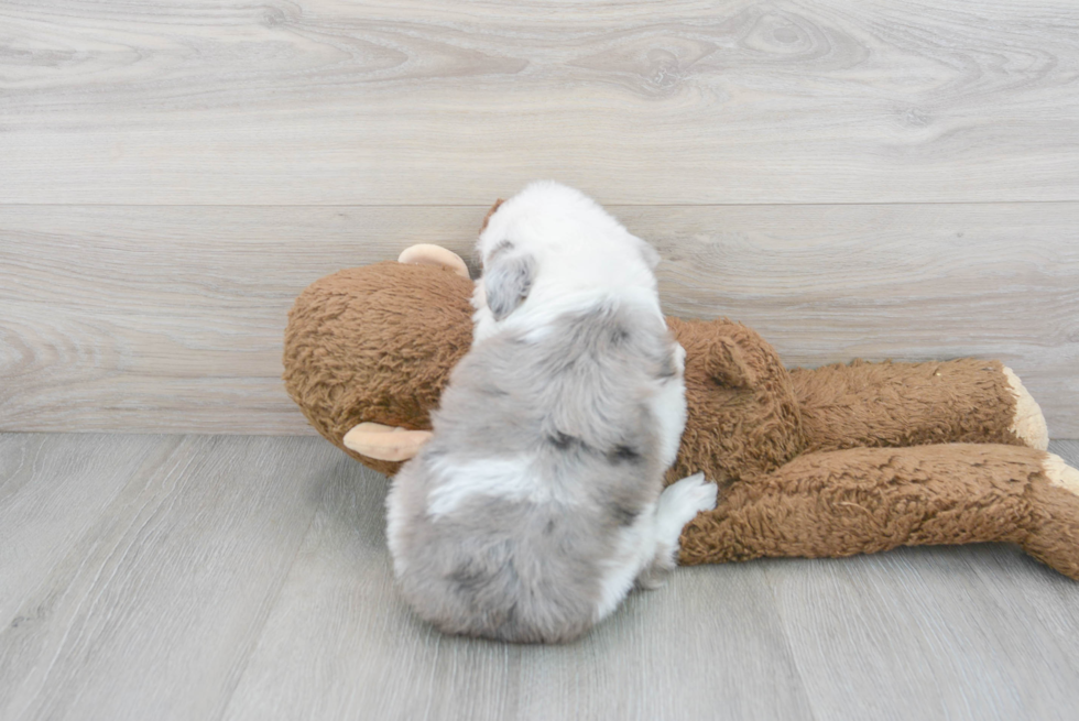 Mini Aussiedoodle Pup Being Cute