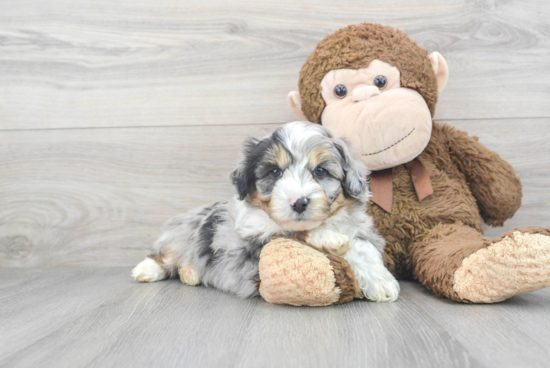 Best Mini Aussiedoodle Baby