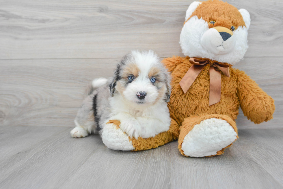 Mini Aussiedoodle Pup Being Cute