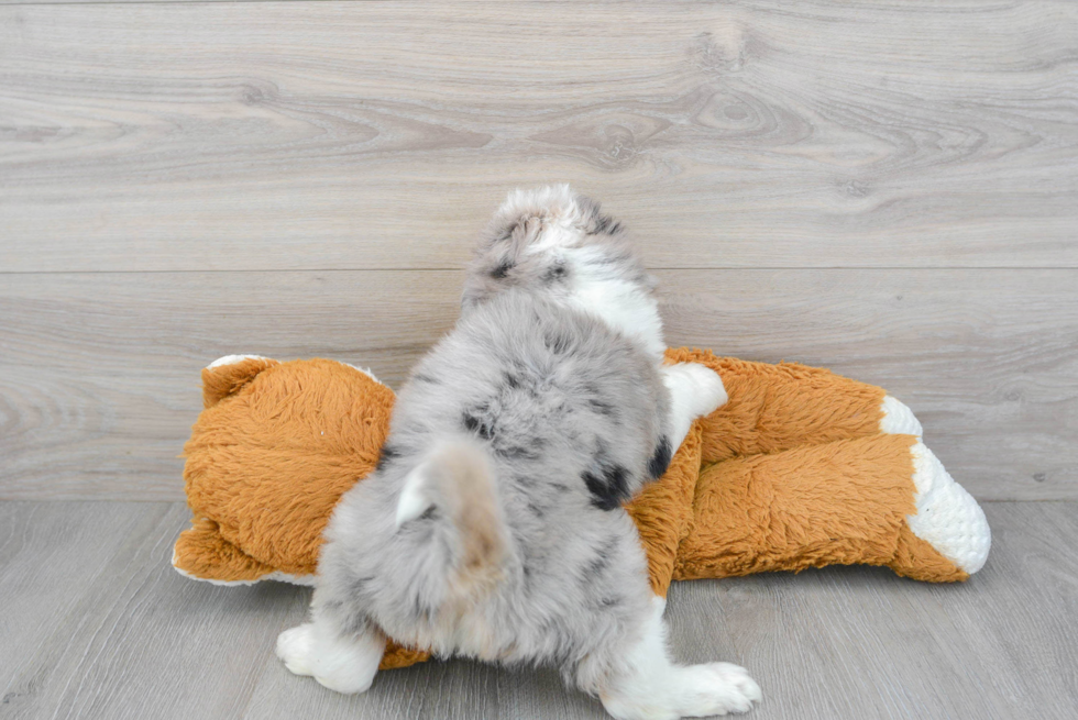 Funny Mini Aussiedoodle Poodle Mix Pup