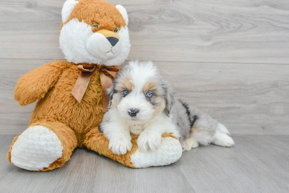 Small Mini Aussiedoodle Baby