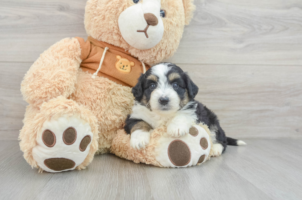 6 week old Mini Aussiedoodle Puppy For Sale - Premier Pups