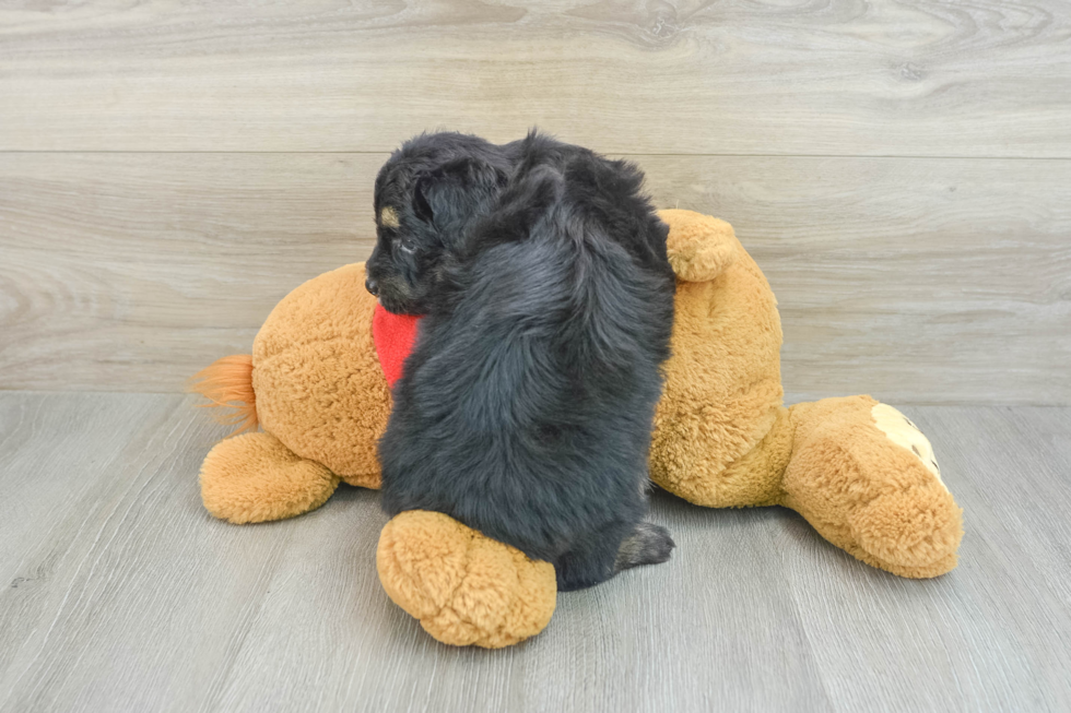 Best Mini Aussiedoodle Baby