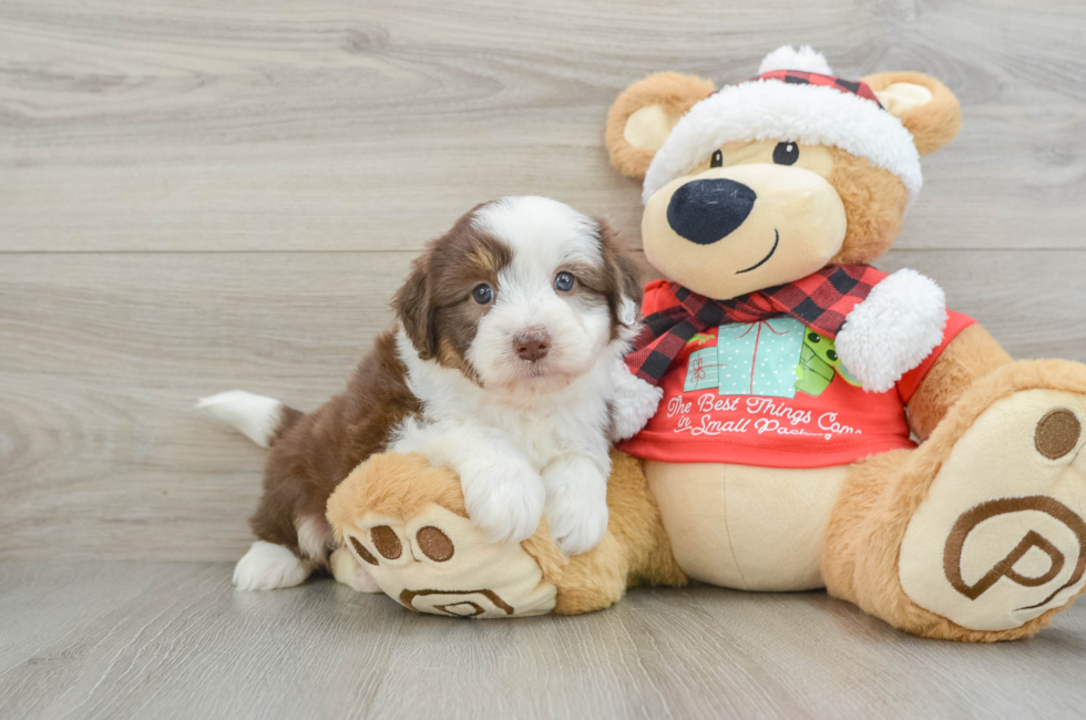 5 week old Mini Aussiedoodle Puppy For Sale - Premier Pups