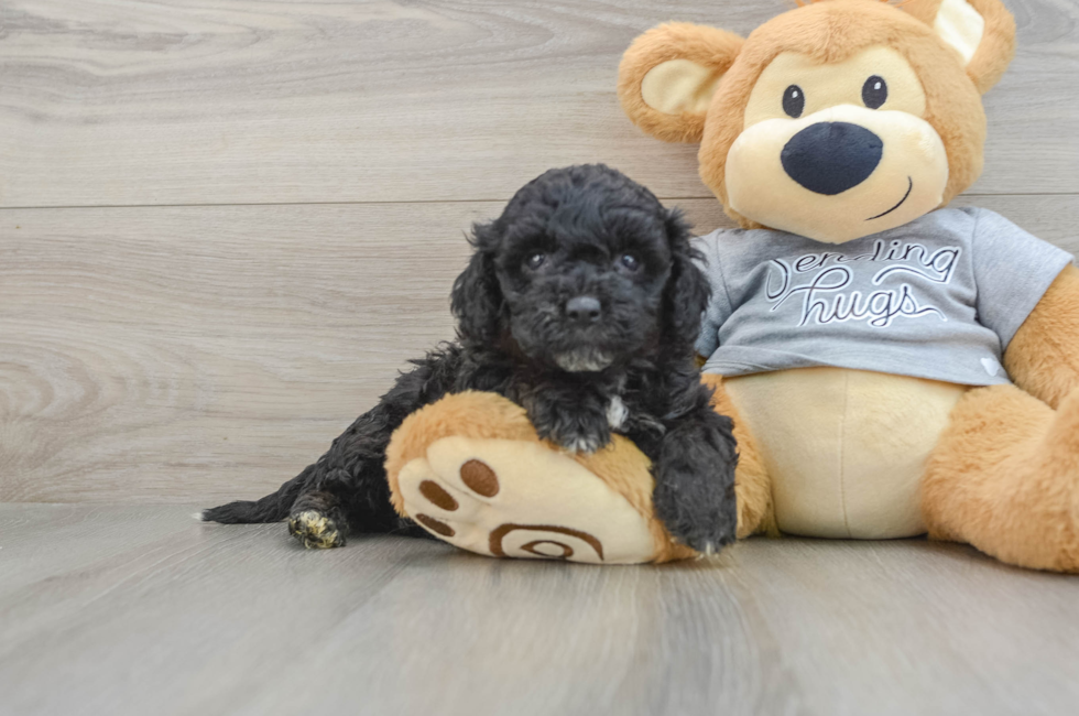 5 week old Mini Aussiedoodle Puppy For Sale - Premier Pups