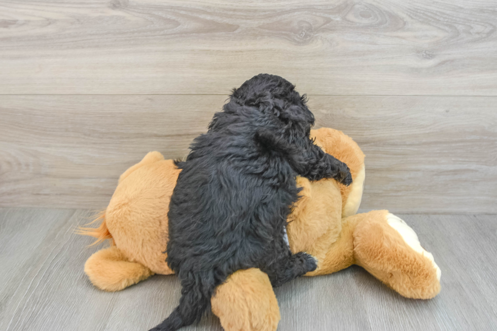 Mini Aussiedoodle Puppy for Adoption