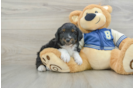 Happy Mini Aussiedoodle Baby