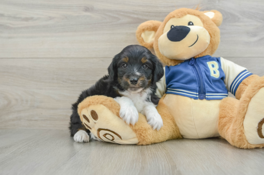 Happy Mini Aussiedoodle Baby