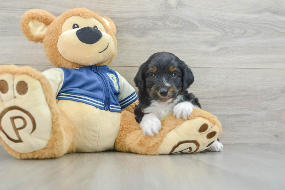 Energetic Aussie Poo Poodle Mix Puppy