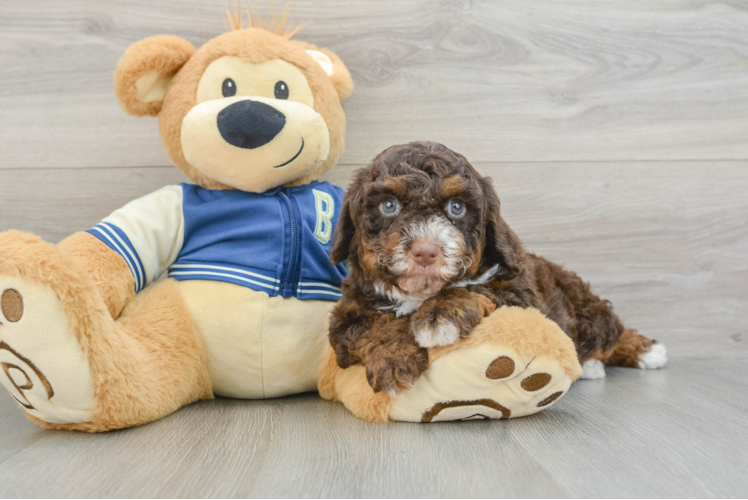 Playful Mini Aussiepoodle Poodle Mix Puppy