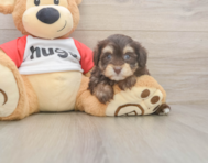 8 week old Mini Aussiedoodle Puppy For Sale - Premier Pups