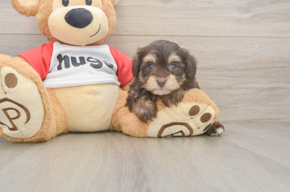 5 week old Mini Aussiedoodle Puppy For Sale - Premier Pups