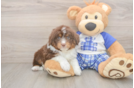 Little Mini Aussiepoo Poodle Mix Puppy