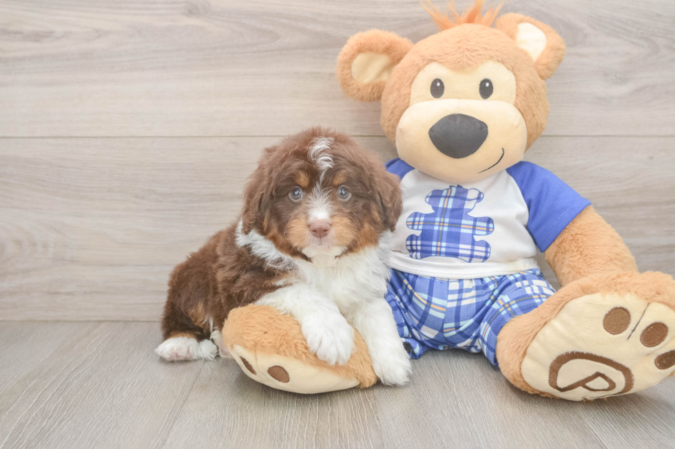Little Mini Aussiepoo Poodle Mix Puppy