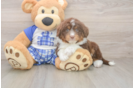 Friendly Mini Aussiedoodle Baby