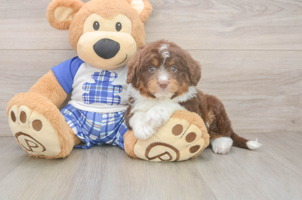 5 week old Mini Aussiedoodle Puppy For Sale - Premier Pups