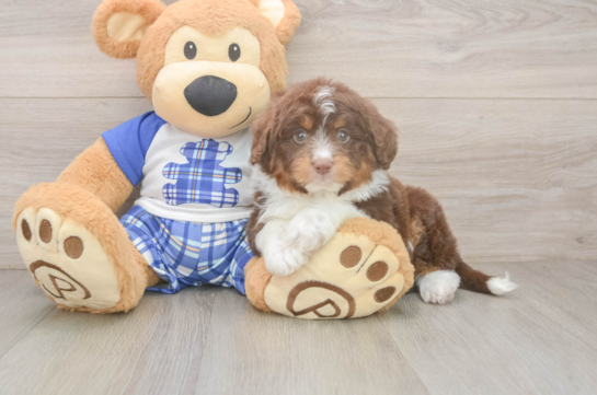 Friendly Mini Aussiedoodle Baby