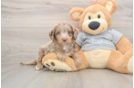 Hypoallergenic Aussiepoo Poodle Mix Puppy
